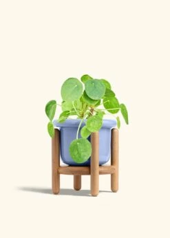 Chinese Money Plant, Medium -Home Living Store PILEA PEPEROMOIDES 6 FATLIP BLUE STAND 6 bckgrnd cream