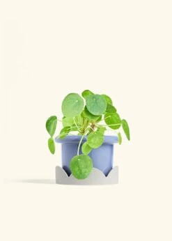 Chinese Money Plant, Medium -Home Living Store PILEA PEPEROMOIDES 6 FATLIP BLUE TRAY BEIGE 6 bckgrnd cream