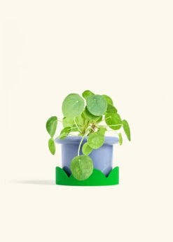 Chinese Money Plant, Medium -Home Living Store PILEA PEPEROMOIDES 6 FATLIP BLUE TRAY GREEN 6 bckgrnd cream