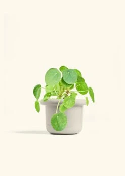 Chinese Money Plant, Medium -Home Living Store PILEA PEPEROMOIDES 6 FATLIP OAT 6 bckgrnd cream