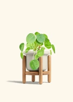 Chinese Money Plant, Medium -Home Living Store PILEA PEPEROMOIDES 6 FATLIP OAT STAND 6 bckgrnd cream