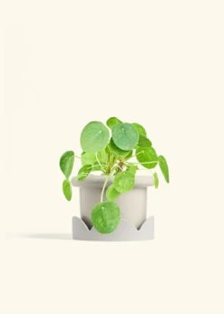 Chinese Money Plant, Medium -Home Living Store PILEA PEPEROMOIDES 6 FATLIP OAT TRAY BEIGE 6 bckgrnd cream