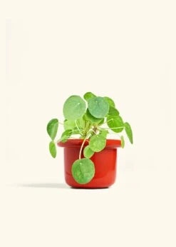 Chinese Money Plant, Medium -Home Living Store PILEA PEPEROMOIDES 6 FATLIP RED 6 bckgrnd cream