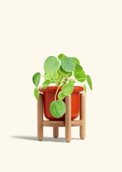 Chinese Money Plant, Medium -Home Living Store PILEA PEPEROMOIDES 6 FATLIP RED STAND 6 bckgrnd cream