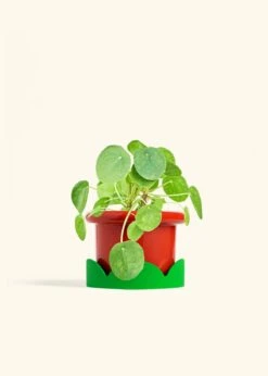 Chinese Money Plant, Medium -Home Living Store PILEA PEPEROMOIDES 6 FATLIP RED TRAY GREEN 6 bckgrnd cream