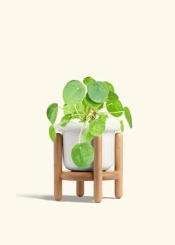 Chinese Money Plant, Medium -Home Living Store PILEA PEPEROMOIDES 6 FATLIP WHITE STAND 6 bckgrnd cream