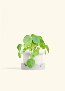 Chinese Money Plant, Medium -Home Living Store PILEA PEPEROMOIDES 6 FATLIP WHITE TRAY BEIGE 6 bckgrnd cream