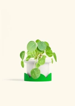 Chinese Money Plant, Medium -Home Living Store PILEA PEPEROMOIDES 6 FATLIP WHITE TRAY GREEN 6 bckgrnd cream