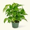 Golden Pothos, Small -Home Living Store POTHOS GOLD 4 1