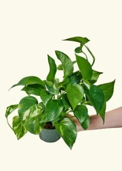 Golden Pothos, Small -Home Living Store POTHOS GOLD 4 3