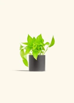 Golden Pothos, Small -Home Living Store POTHOS GOLD 4 CLASSIC GREY 4 bckgrnd cream