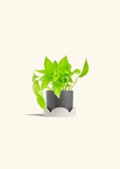 Golden Pothos, Small -Home Living Store POTHOS GOLD 4 CLASSIC GREY TRAY BEIGE 4 bckgrnd cream