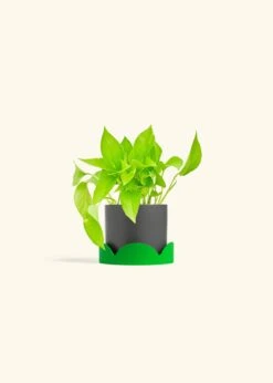 Golden Pothos, Small -Home Living Store POTHOS GOLD 4 CLASSIC GREY TRAY GREEN 4 bckgrnd cream