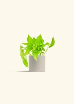 Golden Pothos, Small -Home Living Store POTHOS GOLD 4 CLASSIC OAT 4 bckgrnd cream