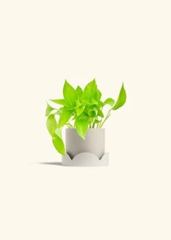 Golden Pothos, Small -Home Living Store POTHOS GOLD 4 CLASSIC OAT TRAY BEIGE 4 bckgrnd cream