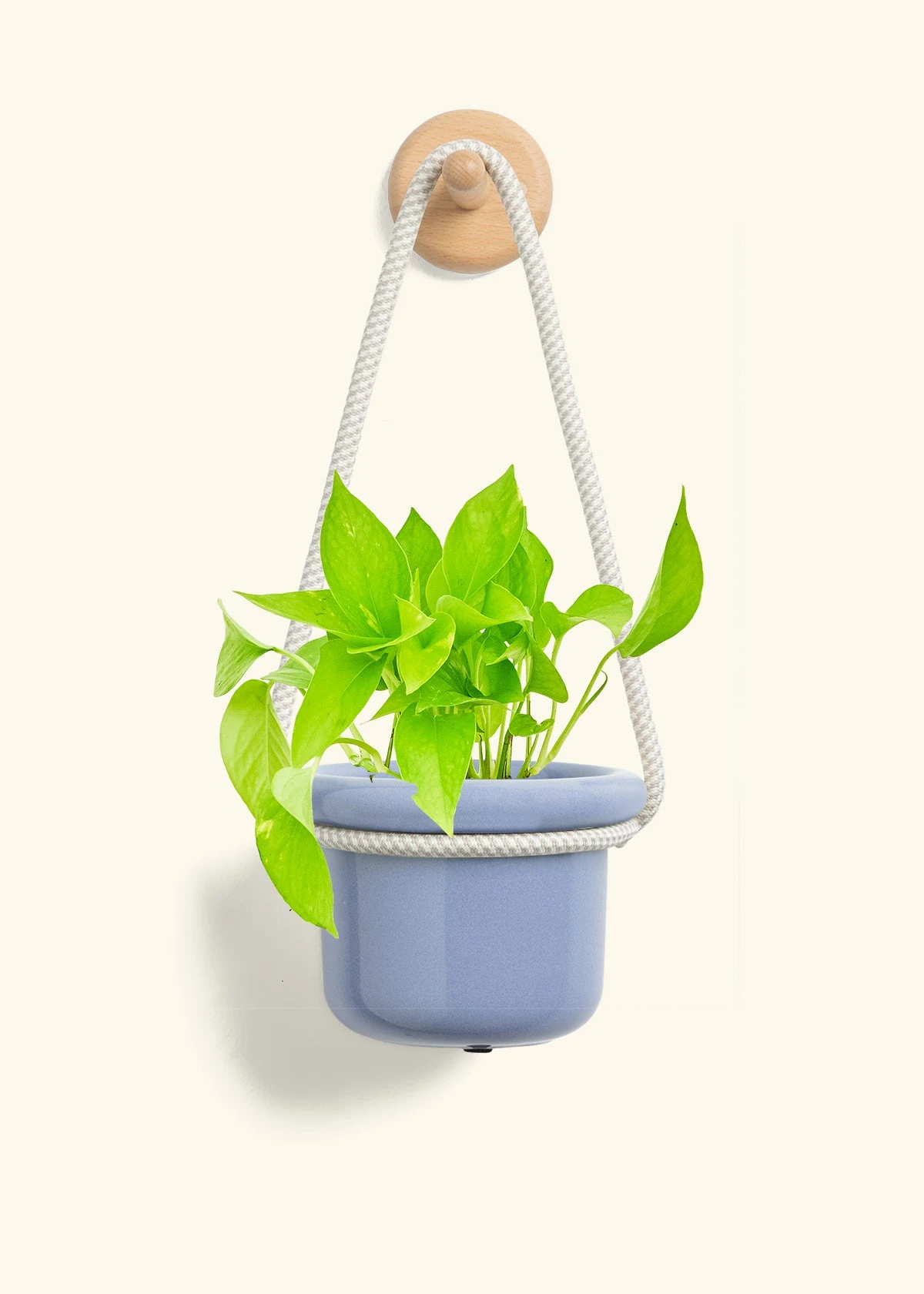 Golden Pothos, Small - Image 6