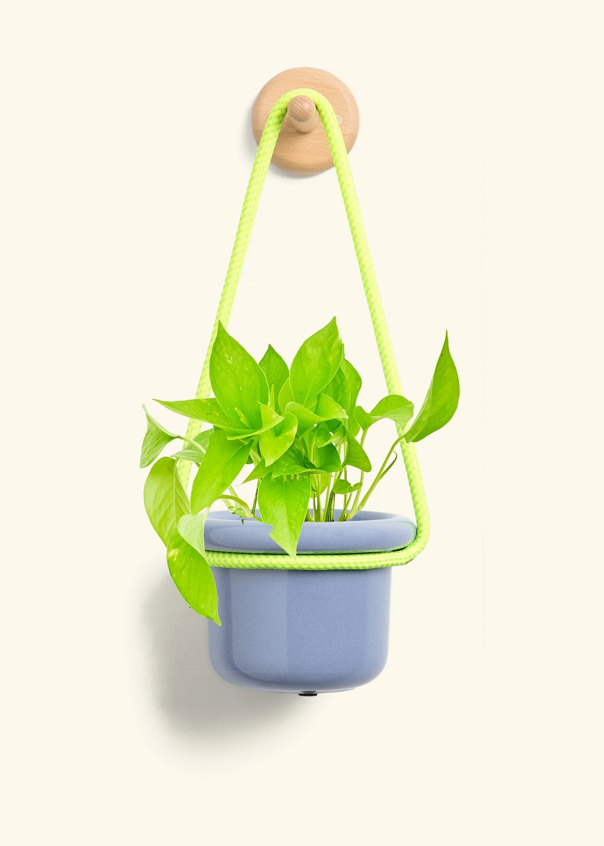 Golden Pothos, Small - Image 7