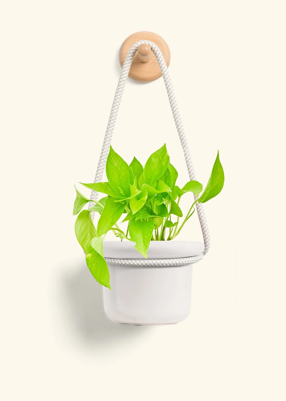 Golden Pothos, Small - Image 10