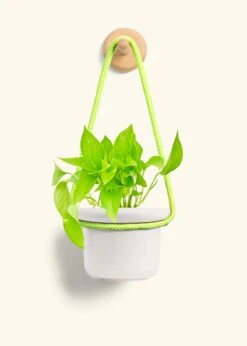Golden Pothos, Small -Home Living Store POTHOS GOLD 4 FATLIP OAT 4 ROP RTD LIME 4 bckgrnd cream