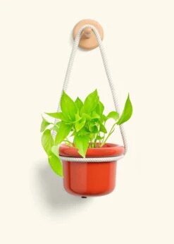 Golden Pothos, Small -Home Living Store POTHOS GOLD 4 FATLIP RED 4 ROP RTD CREAM 4 bckgrnd cream