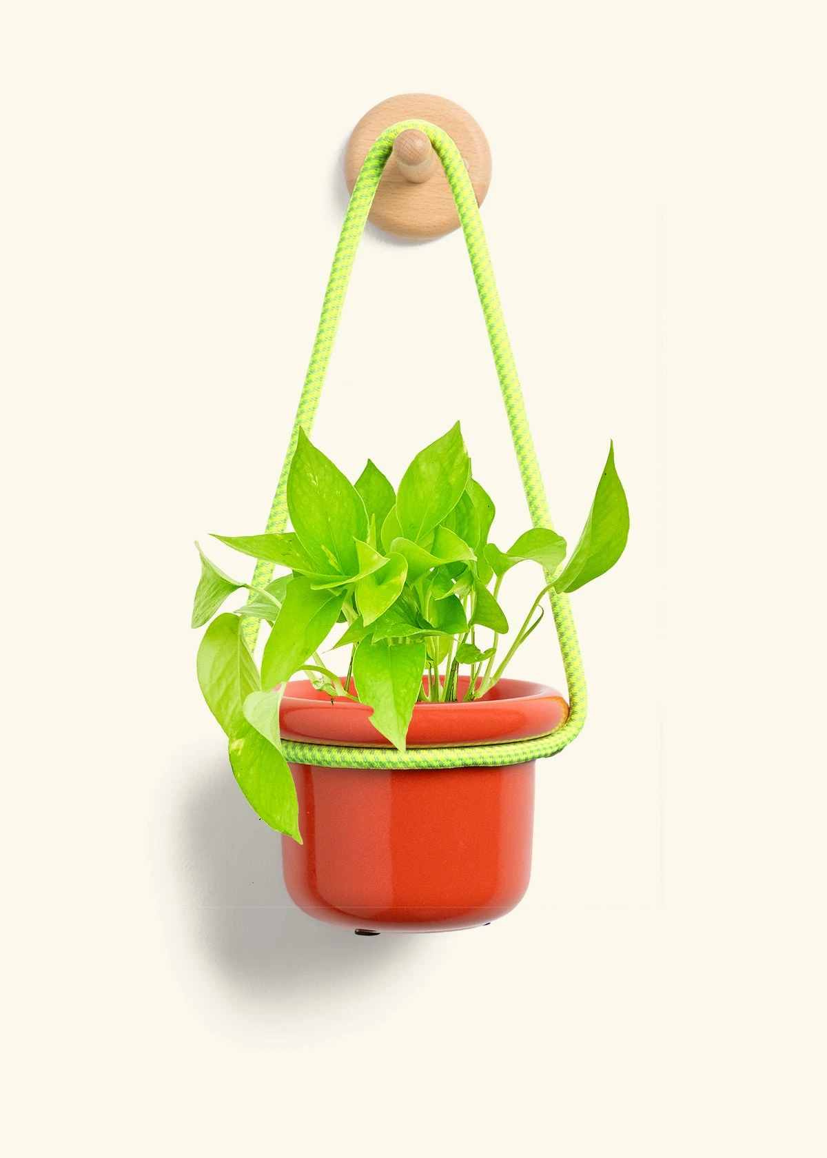 Golden Pothos, Small - Image 9