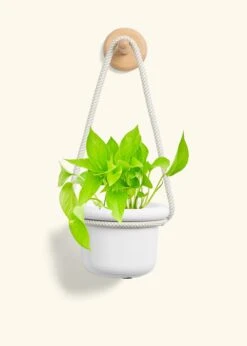 Golden Pothos, Small -Home Living Store POTHOS GOLD 4 FATLIP WHITE 4 ROP RTD CREAM 4 bckgrnd cream