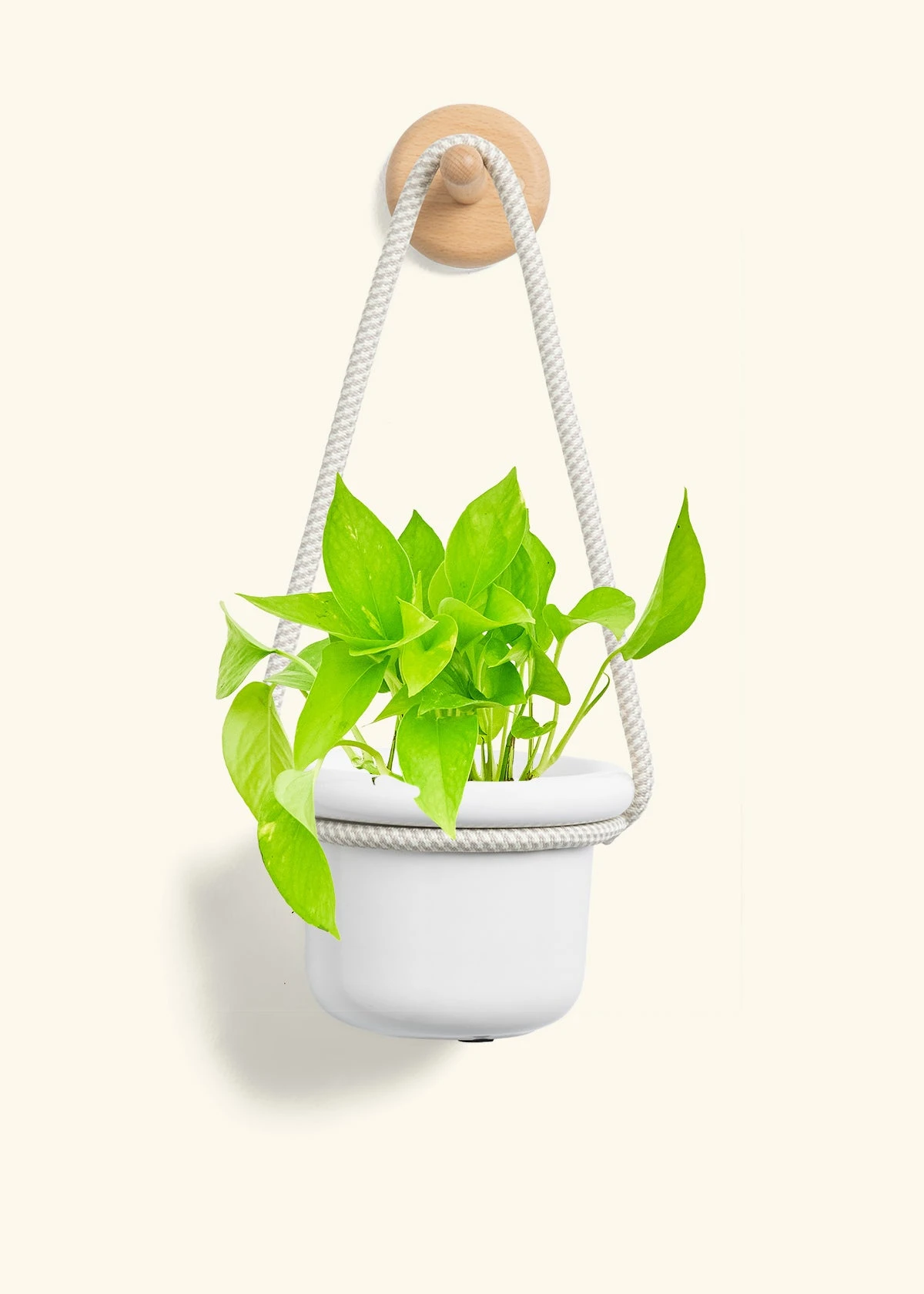 Golden Pothos, Small - Image 4