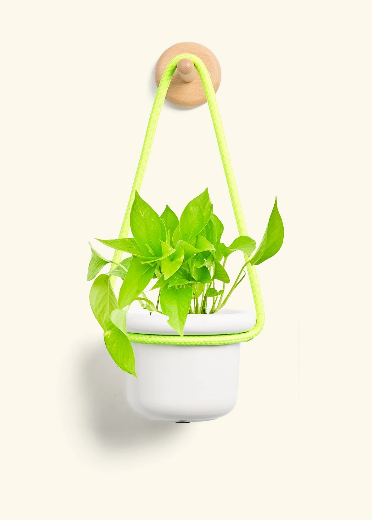 Golden Pothos, Small - Image 5