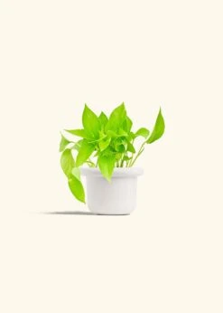 Golden Pothos, Small -Home Living Store POTHOS GOLD 4 FATLIP WHITE 4 bckgrnd cream