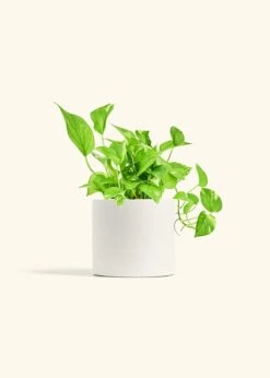 Golden Pothos, Medium -Home Living Store POTHOS GOLD 6 CLASSIC WHITE 6 bckgrnd Cream