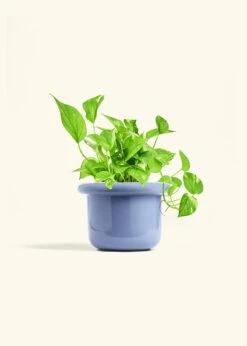 Golden Pothos, Medium -Home Living Store POTHOS GOLD 6 FATLIP BLUE 6 bckgrnd Cream