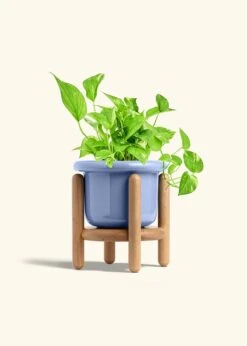 Golden Pothos, Medium -Home Living Store POTHOS GOLD 6 FATLIP BLUE STAND 6 bckgrnd Cream