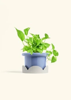 Golden Pothos, Medium -Home Living Store POTHOS GOLD 6 FATLIP BLUE TRAY BEIGE 6 bckgrnd Cream