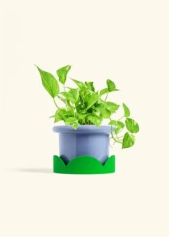 Golden Pothos, Medium -Home Living Store POTHOS GOLD 6 FATLIP BLUE TRAY GREEN 6 bckgrnd Cream
