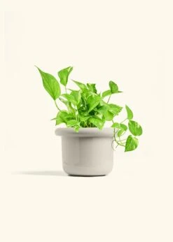 Golden Pothos, Medium -Home Living Store POTHOS GOLD 6 FATLIP OAT 6 bckgrnd Cream