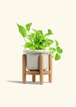 Golden Pothos, Medium -Home Living Store POTHOS GOLD 6 FATLIP OAT STAND 6 bckgrnd Cream