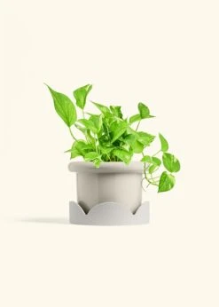 Golden Pothos, Medium -Home Living Store POTHOS GOLD 6 FATLIP OAT TRAY BEIGE 6 bckgrnd Cream