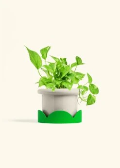 Golden Pothos, Medium -Home Living Store POTHOS GOLD 6 FATLIP OAT TRAY GREEN 6 bckgrnd Cream