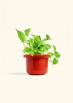 Golden Pothos, Medium -Home Living Store POTHOS GOLD 6 FATLIP RED 6 bckgrnd Cream