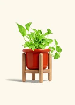 Golden Pothos, Medium -Home Living Store POTHOS GOLD 6 FATLIP RED STAND 6 bckgrnd Cream