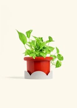 Golden Pothos, Medium -Home Living Store POTHOS GOLD 6 FATLIP RED TRAY BEIGE 6 bckgrnd Cream