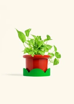 Golden Pothos, Medium -Home Living Store POTHOS GOLD 6 FATLIP RED TRAY GREEN 6 bckgrnd Cream
