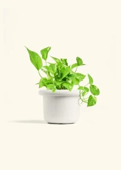Golden Pothos, Medium -Home Living Store POTHOS GOLD 6 FATLIP WHITE 6 bckgrnd Cream