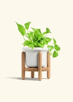 Golden Pothos, Medium -Home Living Store POTHOS GOLD 6 FATLIP WHITE STAND 6 bckgrnd Cream