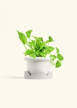 Golden Pothos, Medium -Home Living Store POTHOS GOLD 6 FATLIP WHITE TRAY BEIGE 6 bckgrnd Cream