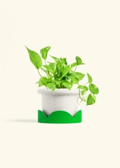Golden Pothos, Medium -Home Living Store POTHOS GOLD 6 FATLIP WHITE TRAY GREEN 6 bckgrnd Cream