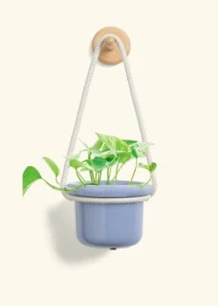 Pothos 'Marble Queen', Small -Home Living Store POTHOS MARBLEQUEEN 4 FATLIP BLUE 4 ROP RTD CREAM 4 bckgrnd cream