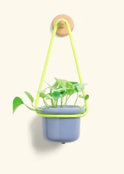 Pothos 'Marble Queen', Small -Home Living Store POTHOS MARBLEQUEEN 4 FATLIP BLUE 4 ROP RTD LIME 4 bckgrnd cream