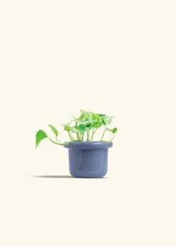 Pothos 'Marble Queen', Small -Home Living Store POTHOS MARBLEQUEEN 4 FATLIP BLUE 4 bckgrnd cream