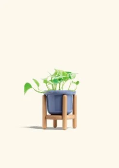 Pothos 'Marble Queen', Small -Home Living Store POTHOS MARBLEQUEEN 4 FATLIP BLUE STAND 4 bckgrnd cream